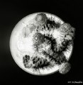 Picture Title - Alien moon 1