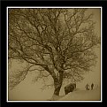 Picture Title - It's still winter