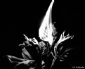 Picture Title - Fire flower II