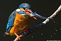 Picture Title - the king fisher