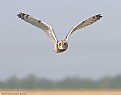Picture Title - Marsh Owl.