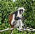 Red Colobus-Africa