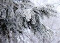 Picture Title - Frosty Spruce