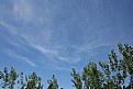 Picture Title - Sky & poplar Trees