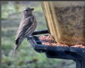 Picture Title - At the feeder III