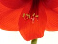 Picture Title - Amaryllis