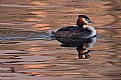 Picture Title - Great Crested Grebe