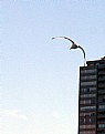 Picture Title - Seagull & Building
