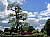 Mistletoe tree in spring