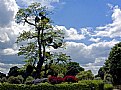 Picture Title - Mistletoe tree in spring