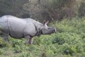 Picture Title - Rhino