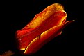 Picture Title - fiery tulip