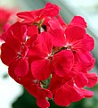 Picture Title - Red Geranium