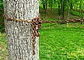 Picture Title - chained tree