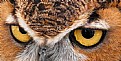 Picture Title - The Eyes Of An Owl