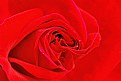 Picture Title - Red Rose.