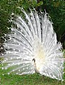 Picture Title - White Peacock