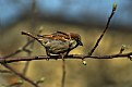 Picture Title - Sparrow