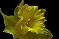 Picture Title - yellow trumpet