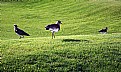 Picture Title - Birds & Green