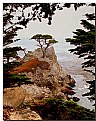 Picture Title - Lone Cypress Tree