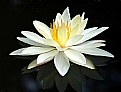 Picture Title - Water Lily