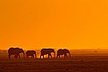 Picture Title - Elephant Walk