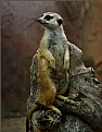 Picture Title - Meerkat