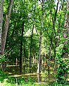 Picture Title - water trees