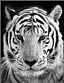 Picture Title - White Tiger