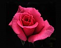 Picture Title - Rose