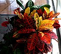 Picture Title - Leaves & Color