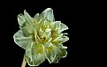 Picture Title - frilly white daff