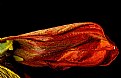 Picture Title - dried tulip petal