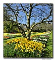 Picture Title - Tulips & Daffodils (d6429)