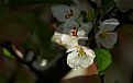 Picture Title - Apple blossom