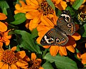 Picture Title - Common Buckeye