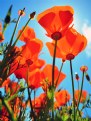 Picture Title - Poppies