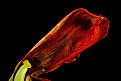 Picture Title - dried tulip petal 2
