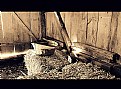 Picture Title - A Bucket in the Barn