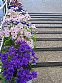 Picture Title - Flower stairs