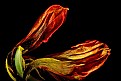 Picture Title - dried tulip petal 3