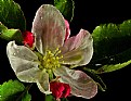Picture Title - crab apple blossom