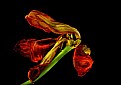 Picture Title - dried tulip petal 4
