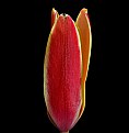 Picture Title - l'il tulip