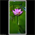 Picture Title - Lotus