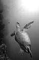 Picture Title - Hawksbill Turtle RP