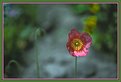 Picture Title - Red Poppy