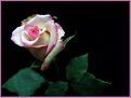 Picture Title - Beautiful Rose