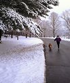 Picture Title - A walk in the park